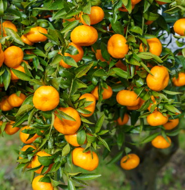 Mandarin