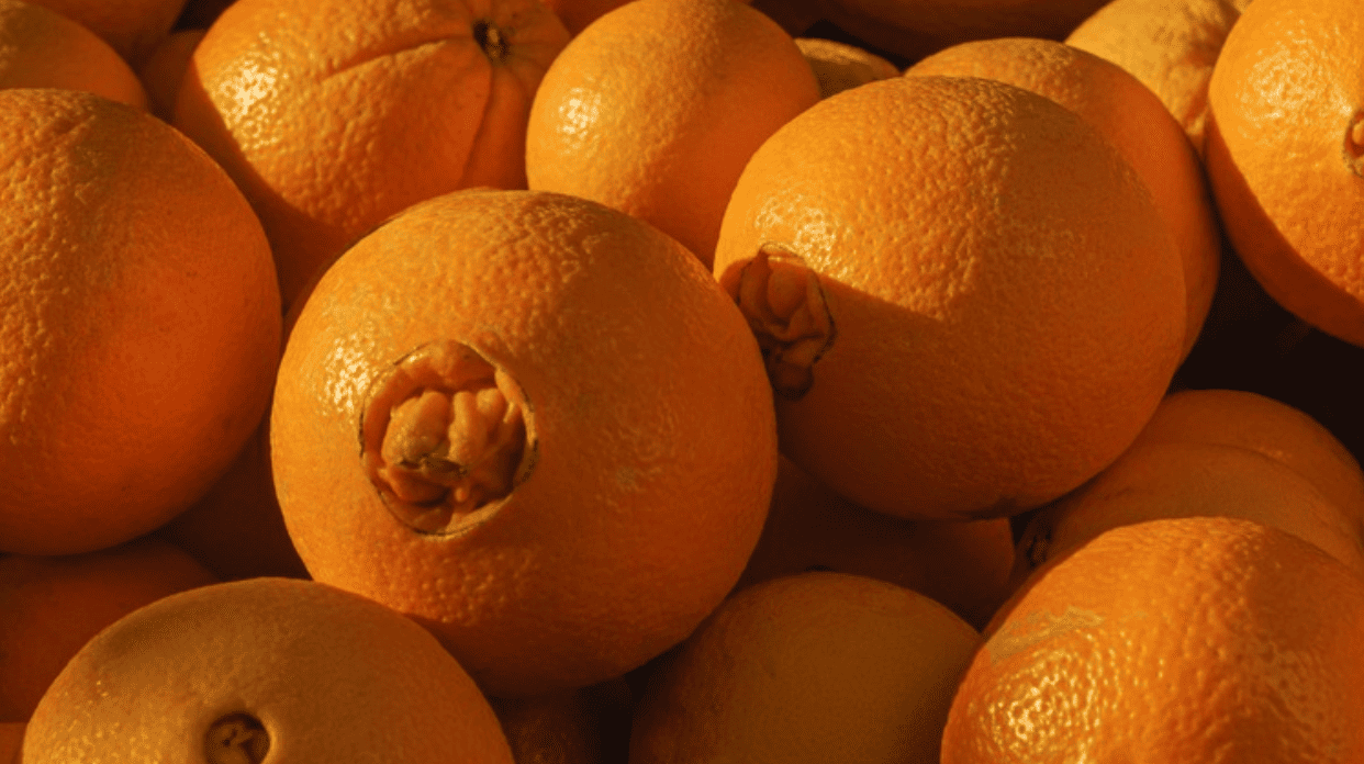 Navel Oranges