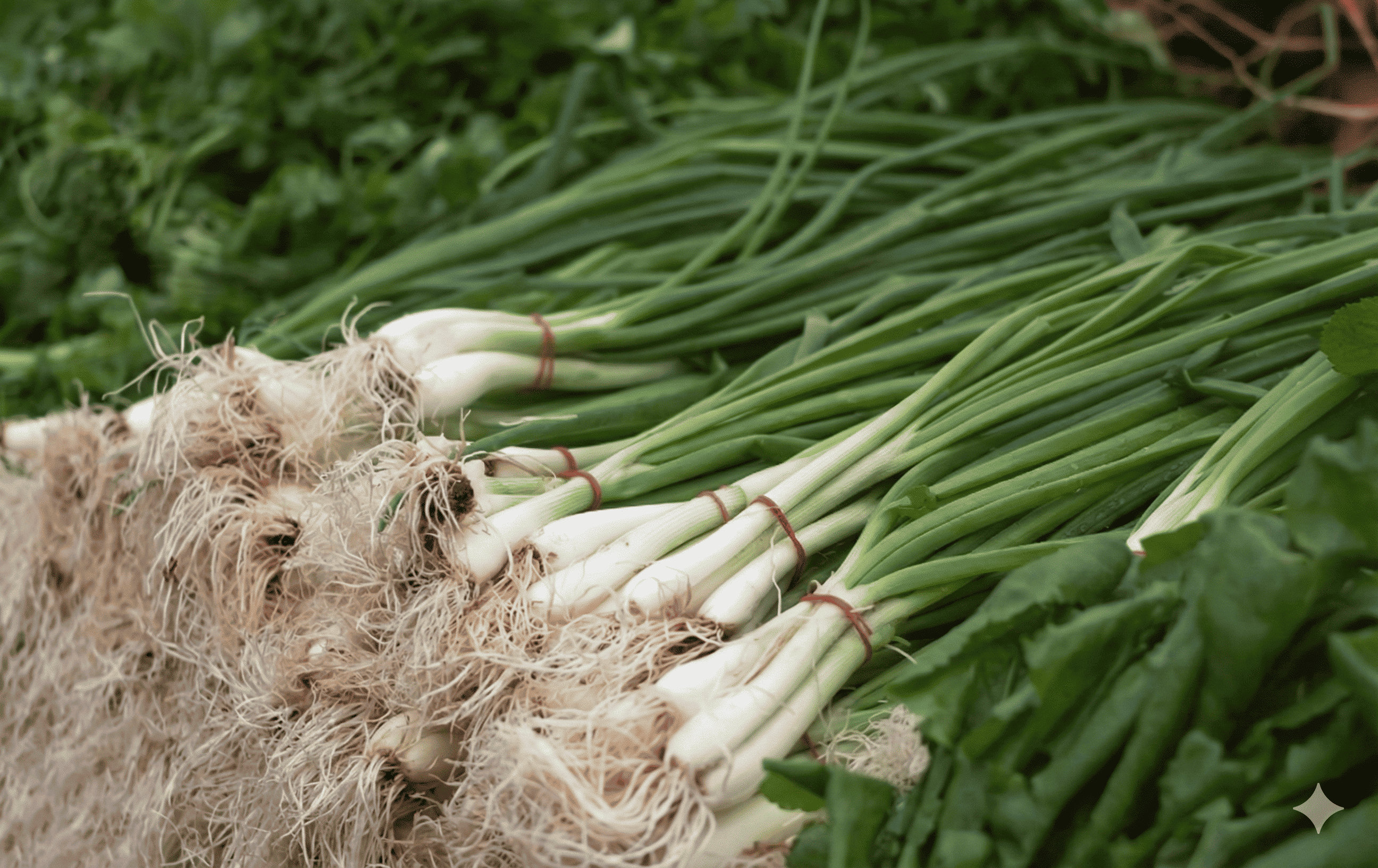 Spring Onion